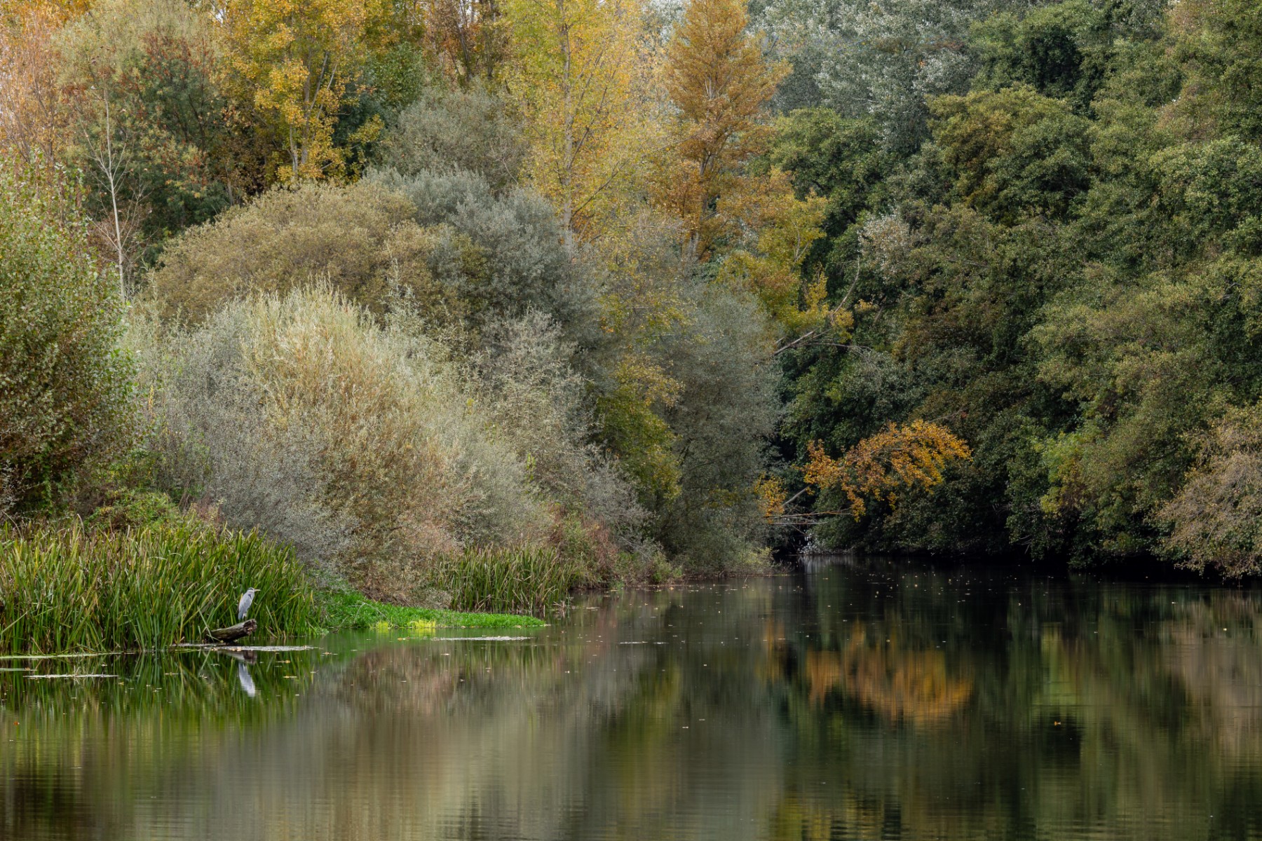 Garza Real, vegetación de ribera en otoño y Río Órbigo. Ardea cinerea. Puente Paulón, León.